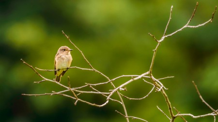 Tövisszúró gébics (Lanius collurio) - Nyugalom
